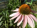 echinacea flower close-up. Tincture for immunity