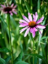 Echinacea flower Royalty Free Stock Photo