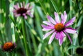 Echinacea flower Royalty Free Stock Photo