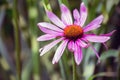 Echinacea flower Royalty Free Stock Photo