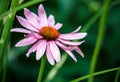 Echinacea flower Royalty Free Stock Photo