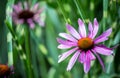 Echinacea flower Royalty Free Stock Photo