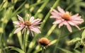 Echinacea flower Royalty Free Stock Photo