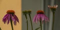 Echinacea flower color bloom with grey background Royalty Free Stock Photo