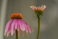 Echinacea flower color bloom with grey background Royalty Free Stock Photo