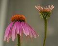 Echinacea flower color bloom with grey background Royalty Free Stock Photo