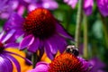 Echinacea flower, Cone-flowers with bee on. Royalty Free Stock Photo