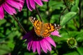 Echinacea flower, Cone-flowers with butterfly on. Royalty Free Stock Photo