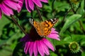 Echinacea flower, Cone-flowers with butterly  on. Royalty Free Stock Photo
