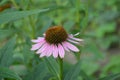 Echinacea flower. Echinacea purpurea. A perennial plant of the Asteraceae family Royalty Free Stock Photo