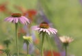 Echinacea Flower with soft focus flowers around it