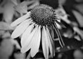 Echinacea flower in garden black and white Royalty Free Stock Photo