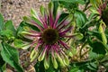 Echinacea flower in garden in full bloom. Royalty Free Stock Photo