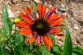 Echinacea flower in garden in full bloom. Royalty Free Stock Photo