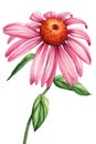 Echinacea flower on isolated white background, watercolor flora illustration, pink flower