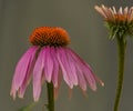 Echinacea flower color bloom with grey background Royalty Free Stock Photo