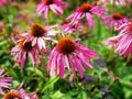 Echinacea flower with petals down