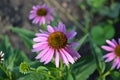 Echinacea flower. Echinacea purpurea. A perennial plant of the Asteraceae family Royalty Free Stock Photo