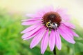 Echinacea flower`s blossom with bee Royalty Free Stock Photo