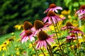 Echinacea flowers Royalty Free Stock Photo