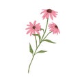 Echinacea flowers. Botanical drawing of purple coneflowers. Wild field floral plant. Medicinal herb with blossomed buds