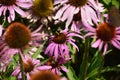 The echinacea flowers sharing the space Royalty Free Stock Photo