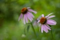 Echinacea flowers close-up on a green blurred background with space to copy Royalty Free Stock Photo