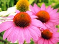 Echinacea flowers Royalty Free Stock Photo