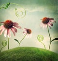 Echinacea flowers in fantasy landscape Royalty Free Stock Photo
