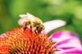 Echinacea flowers with honey bee in the garden Royalty Free Stock Photo