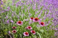 Echinacea flowers and lavender blossom on the background. Summer