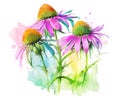 Echinacea flowers over colorful watercolor splash. Generative AI watercolor illustration