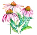 Echinacea flowers over white background, natural herbal medicine plant. Generative AI watercolor illustration