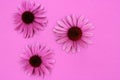 Echinacea flowers on purple background with copy space. Royalty Free Stock Photo