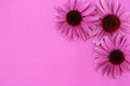 Echinacea flowers on purple background with copy space. Royalty Free Stock Photo