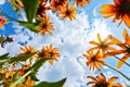 Echinacea flowers and sky