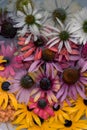 Echinacea Flowers, Summer Mix Of Colors