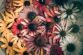 Echinacea Flowers, Summer Mix Of Colors