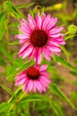 Echinacea purpurea immunity Royalty Free Stock Photo