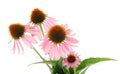 Echinacea flowers Royalty Free Stock Photo