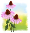 Echinacea on a fullcolor background.