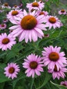 Echinacea in the garden