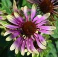 Echinacea is a genus, or group of herbaceous flowering plants Royalty Free Stock Photo