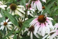 White echinacae flower, close up and bee on it