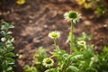 Echinacea green blooming flowers growing in the garden in the soil Royalty Free Stock Photo