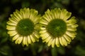 Echinacea Green Jewel