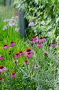 Echinacea growing in a perennial border.