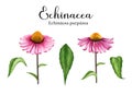 Echinacea herb set. Watercolor illustration. Hand drawn botanical realistic flower Echinacea purpurea plant element Royalty Free Stock Photo