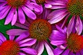 ECHINACEA Royalty Free Stock Photo