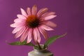 Echinacea Herbal Flower Royalty Free Stock Photo
